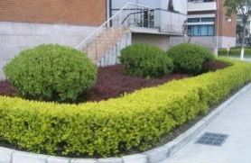 綠化養(yǎng)護基本要求