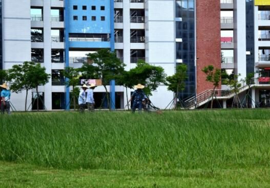 景觀(guān)園林綠化樹(shù)木種植及其設(shè)計(jì)方法，滿(mǎn)滿(mǎn)的干貨！